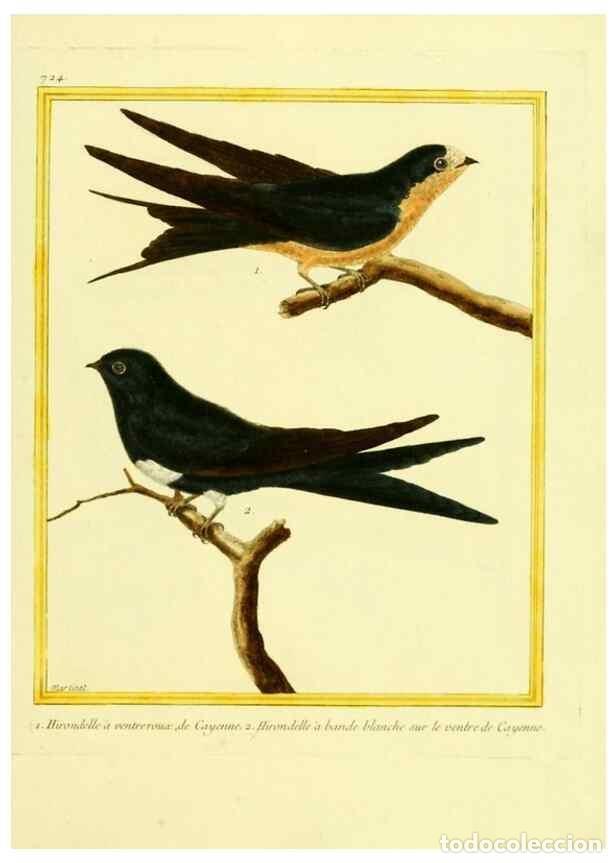 Collection Magazines and Newspapers: Reproducci&oacute;n/Reproduction 49640133536: Planches enlumin&eacute;es d'histoire naturelle. Paris? :s.n.,1765-1