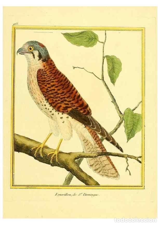 Collection Magazines and Newspapers: Reproducci&oacute;n/Reproduction 49639840366: Planches enlumin&eacute;es d'histoire naturelle. Paris? :s.n.,1765-1