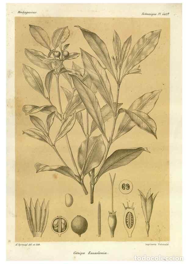 Collection Magazines and Newspapers: Reproducci&oacute;n/Reproduction 49786113236: Histoire physique, naturelle, et politique de Madagascar. Par