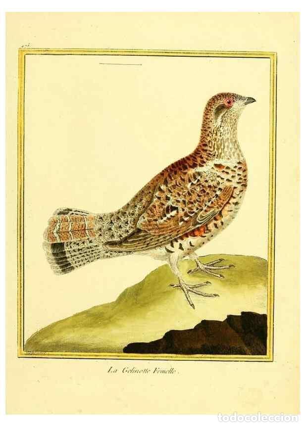 Collection Magazines and Newspapers: Reproducci&oacute;n/Reproduction 49640116767: Planches enlumin&eacute;es d'histoire naturelle. Paris? :s.n.,1765-1