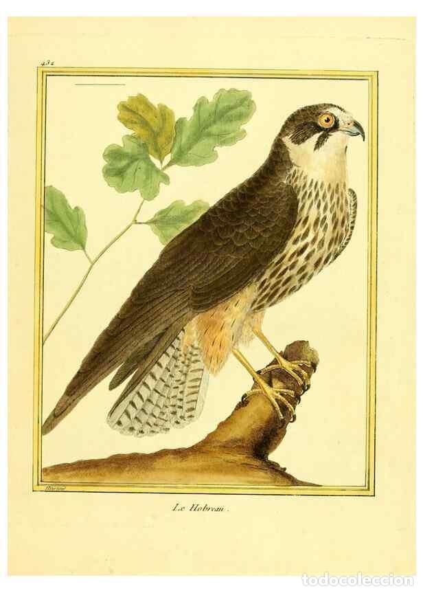 Collection Magazines and Newspapers: Reproducci&oacute;n/Reproduction 49639302998: Planches enlumin&eacute;es d'histoire naturelle. Paris? :s.n.,1765-1