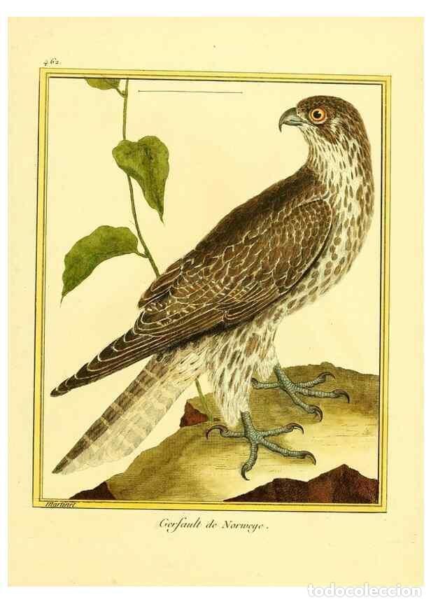 Collectionnisme de Revues et Journaux: Reproducci&oacute;n/Reproduction 49640112072: Planches enlumin&eacute;es d'histoire naturelle. Paris? :s.n.,1765-1