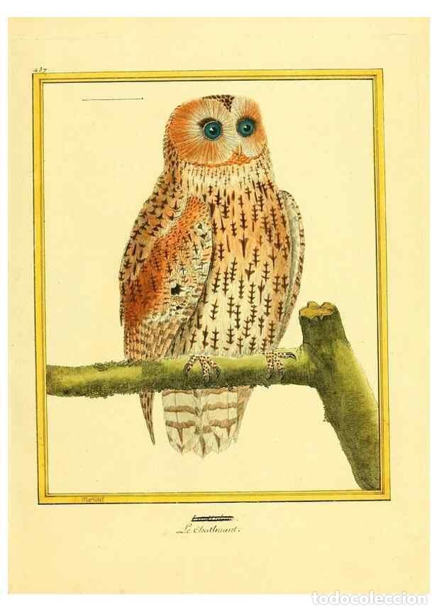 Collectionnisme de Revues et Journaux: Reproducci&oacute;n/Reproduction 49639304903: Planches enlumin&eacute;es d'histoire naturelle. Paris? :s.n.,1765-1