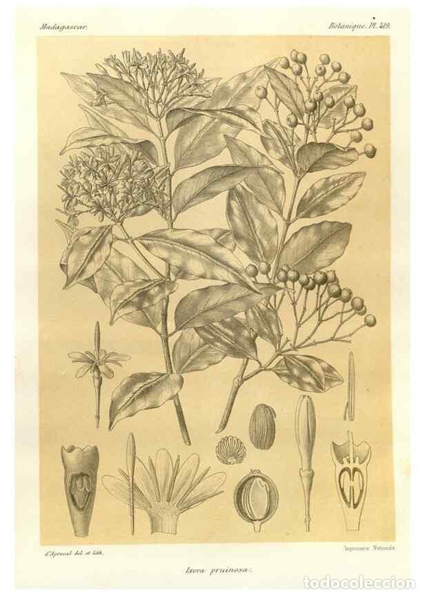 Collectionnisme de Revues et Journaux: Reproducci&oacute;n/Reproduction 49785566503: Histoire physique, naturelle, et politique de Madagascar. Par