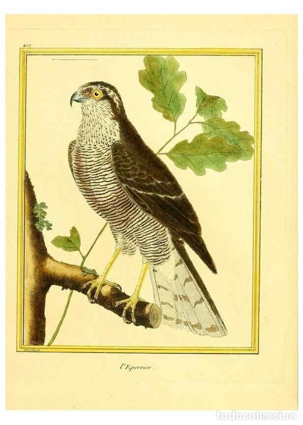 Sammeln von Zeitschriften und Zeitungen: Reproducci&oacute;n/Reproduction 49639297643: Planches enlumin&eacute;es d'histoire naturelle. Paris? :s.n.,1765-1