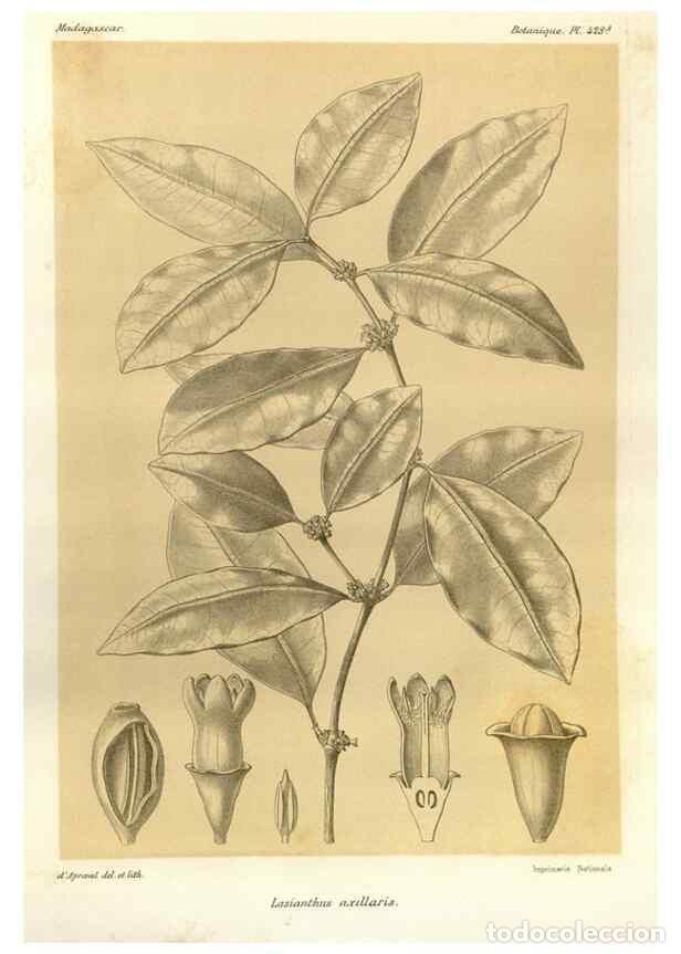 Sammeln von Zeitschriften und Zeitungen: Reproducci&oacute;n/Reproduction 49785569003: Histoire physique, naturelle, et politique de Madagascar. Par