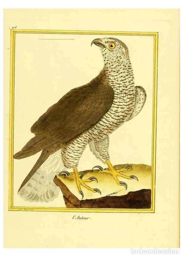 Sammeln von Zeitschriften und Zeitungen: Reproducci&oacute;n/Reproduction 49640097222: Planches enlumin&eacute;es d'histoire naturelle. Paris? :s.n.,1765-1