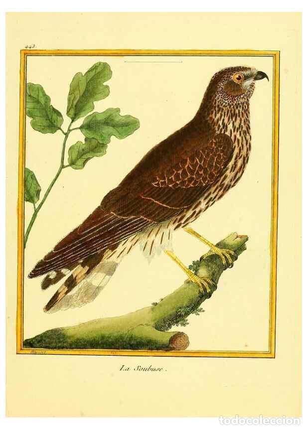 Sammeln von Zeitschriften und Zeitungen: Reproducci&oacute;n/Reproduction 49640105302: Planches enlumin&eacute;es d'histoire naturelle. Paris? :s.n.,1765-1