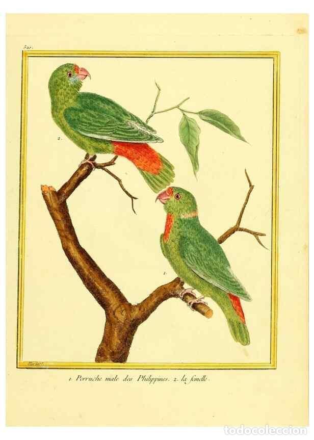 Sammeln von Zeitschriften und Zeitungen: Reproducci&oacute;n/Reproduction 49639486698: Planches enlumin&eacute;es d'histoire naturelle. Paris? :s.n.,1765-1