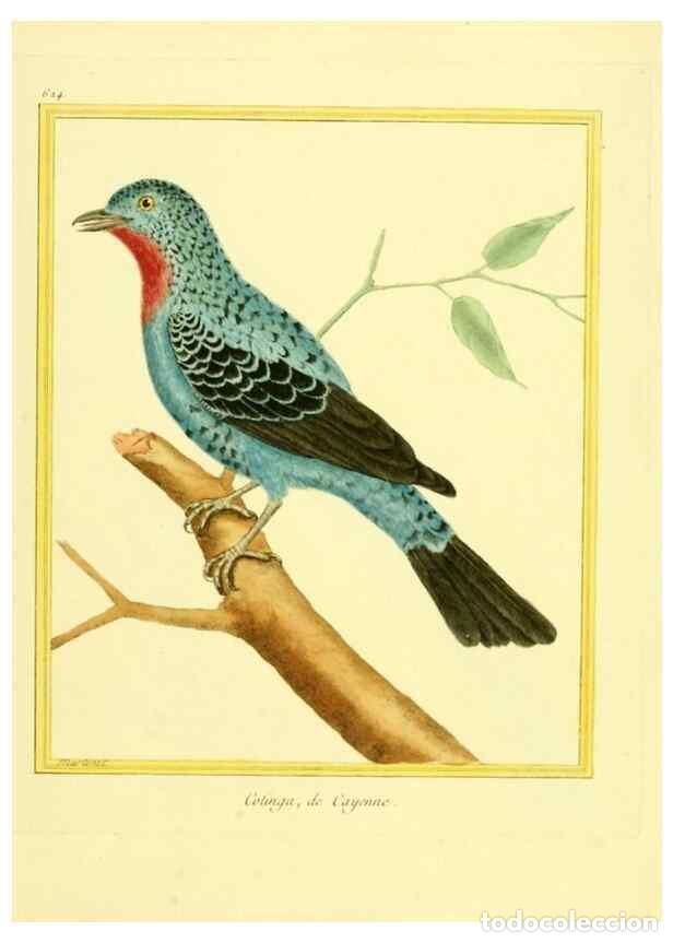 Sammeln von Zeitschriften und Zeitungen: Reproducci&oacute;n/Reproduction 49640364922: Planches enlumin&eacute;es d'histoire naturelle. Paris? :s.n.,1765-1