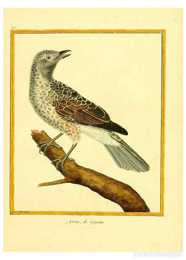 Sammeln von Zeitschriften und Zeitungen: Reproducci&oacute;n/Reproduction 49640009431: Planches enlumin&eacute;es d'histoire naturelle. Paris? :s.n.,1765-1