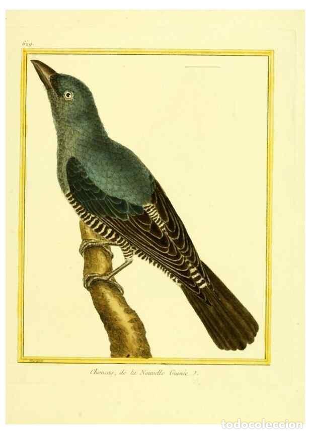 Sammeln von Zeitschriften und Zeitungen: Reproducci&oacute;n/Reproduction 49639569198: Planches enlumin&eacute;es d'histoire naturelle. Paris? :s.n.,1765-1