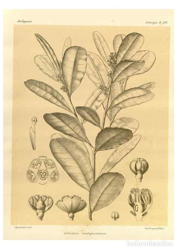 Sammeln von Zeitschriften und Zeitungen: Reproducci&oacute;n/Reproduction 49786243272: Histoire physique, naturelle, et politique de Madagascar. Par