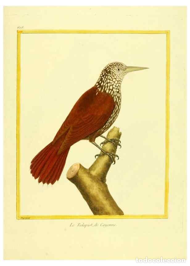 Sammeln von Zeitschriften und Zeitungen: Reproducci&oacute;n/Reproduction 49640086076: Planches enlumin&eacute;es d'histoire naturelle. Paris? :s.n.,1765-1