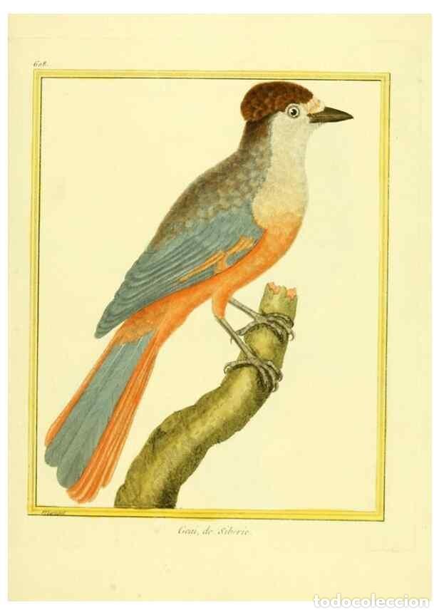 Sammeln von Zeitschriften und Zeitungen: Reproducci&oacute;n/Reproduction 49640086956: Planches enlumin&eacute;es d'histoire naturelle. Paris? :s.n.,1765-1