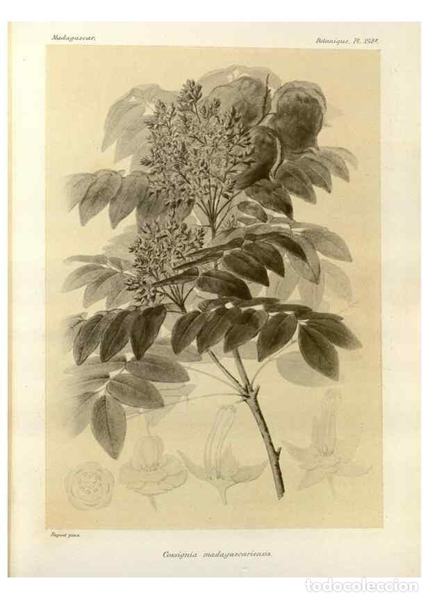 Sammeln von Zeitschriften und Zeitungen: Reproducci&oacute;n/Reproduction 49786260722: Histoire physique, naturelle, et politique de Madagascar. Par