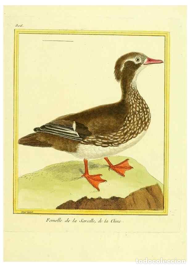 Sammeln von Zeitschriften und Zeitungen: Reproducci&oacute;n/Reproduction 49640720322: Planches enlumin&eacute;es d'histoire naturelle. Paris? :s.n.,1765-1