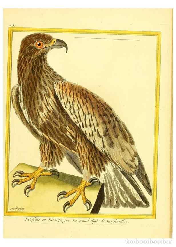 Sammeln von Zeitschriften und Zeitungen: Reproducci&oacute;n/Reproduction 49640096397: Planches enlumin&eacute;es d'histoire naturelle. Paris? :s.n.,1765-1