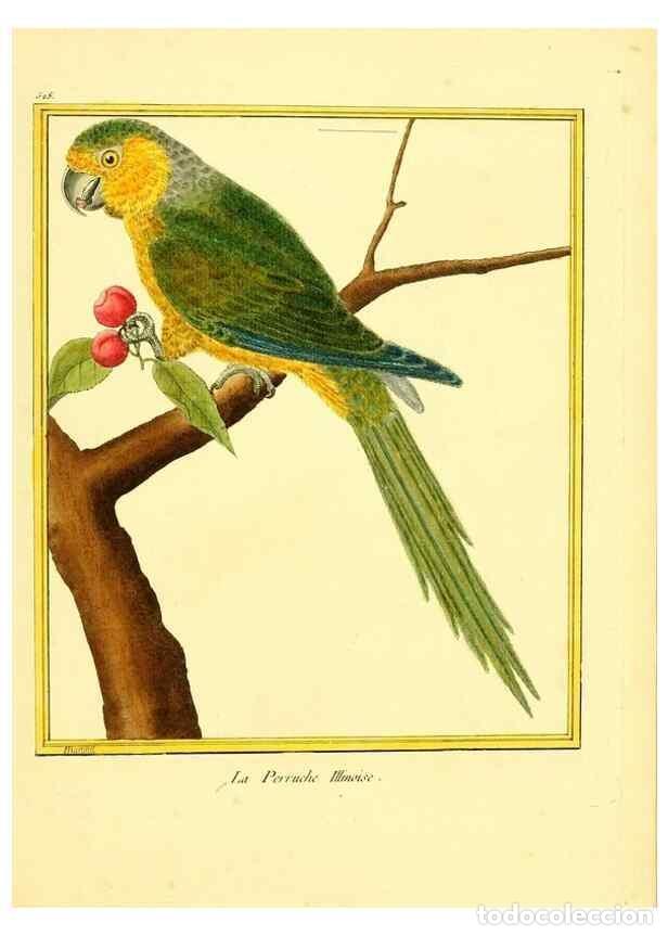 Sammeln von Zeitschriften und Zeitungen: Reproducci&oacute;n/Reproduction 49640286392: Planches enlumin&eacute;es d'histoire naturelle. Paris? :s.n.,1765-1
