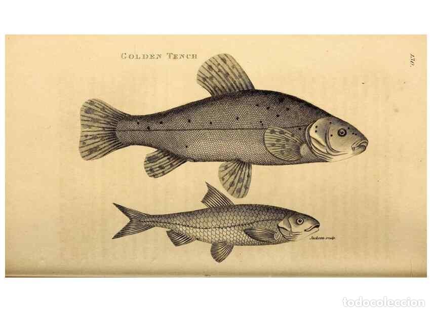 Sammeln von Zeitschriften und Zeitungen: Reproducci&oacute;n/Reproduction 49827058976: General zoology, or Systematic natural history. London,Printe