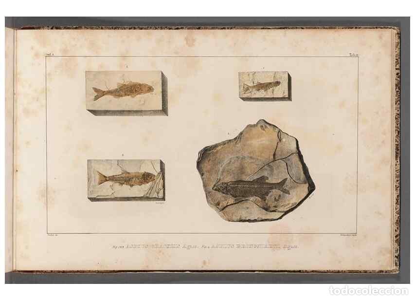 Sammeln von Zeitschriften und Zeitungen: Reproducci&oacute;n/Reproduction 49640585217: Recherches sur les poissons fossiles ... /. Neuchatel :Petitp