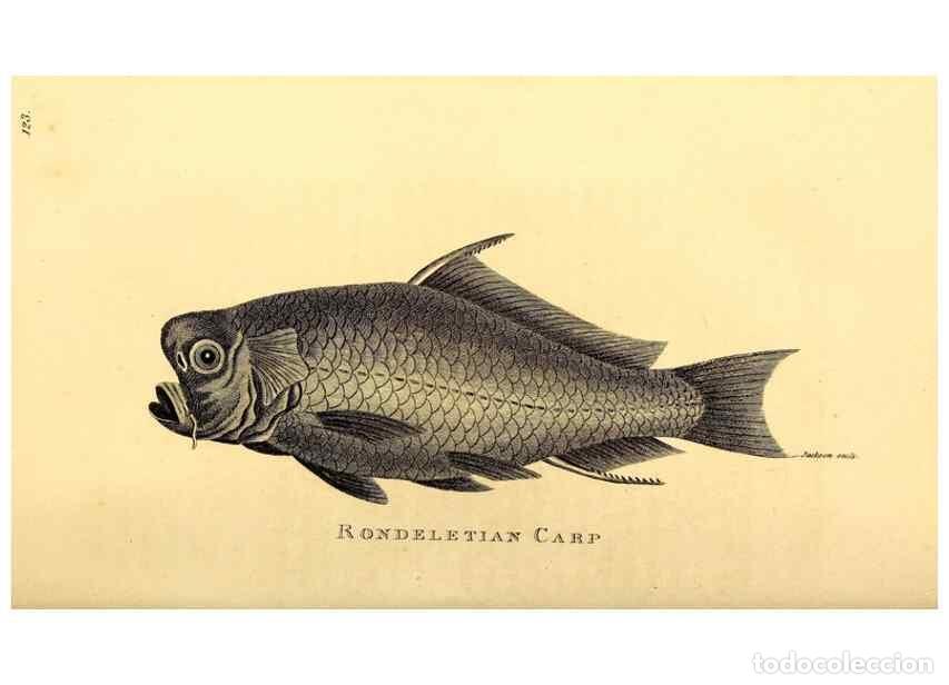 Sammeln von Zeitschriften und Zeitungen: Reproducci&oacute;n/Reproduction 49827370427: General zoology, or Systematic natural history. London,Printe