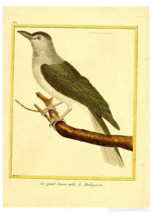 Sammeln von Zeitschriften und Zeitungen: Reproducci&oacute;n/Reproduction 49640302092: Planches enlumin&eacute;es d'histoire naturelle. Paris? :s.n.,1765-1