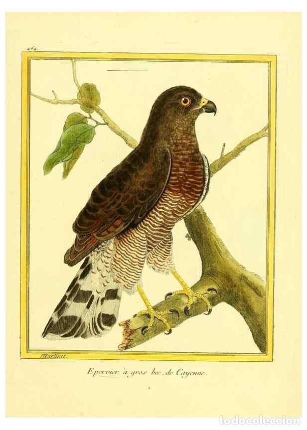 Collection Magazines and Newspapers: Reproducci&oacute;n/Reproduction 49639840031: Planches enlumin&eacute;es d'histoire naturelle. Paris? :s.n.,1765-1