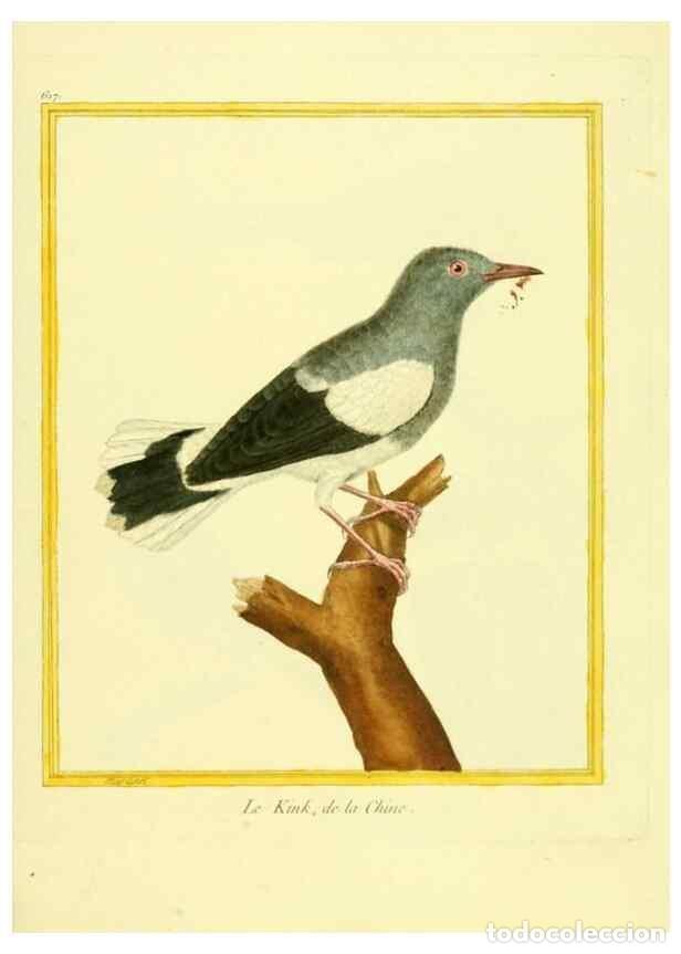 Collection Magazines and Newspapers: Reproducci&oacute;n/Reproduction 49639566113: Planches enlumin&eacute;es d'histoire naturelle. Paris? :s.n.,1765-1