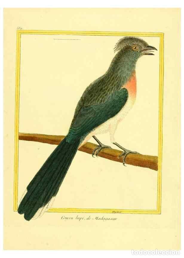 Collection Magazines and Newspapers: Reproducci&oacute;n/Reproduction 49640029421: Planches enlumin&eacute;es d'histoire naturelle. Paris? :s.n.,1765-1