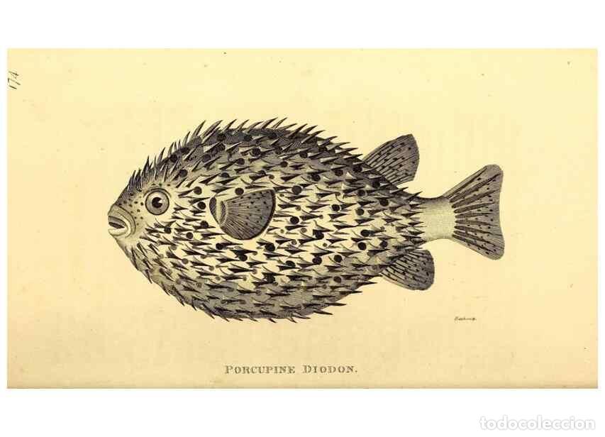 Collection Magazines and Newspapers: Reproducci&oacute;n/Reproduction 49827383767: General zoology, or Systematic natural history. London,Printe