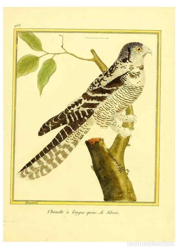 Collection Magazines and Newspapers: Reproducci&oacute;n/Reproduction 49640112482: Planches enlumin&eacute;es d'histoire naturelle. Paris? :s.n.,1765-1