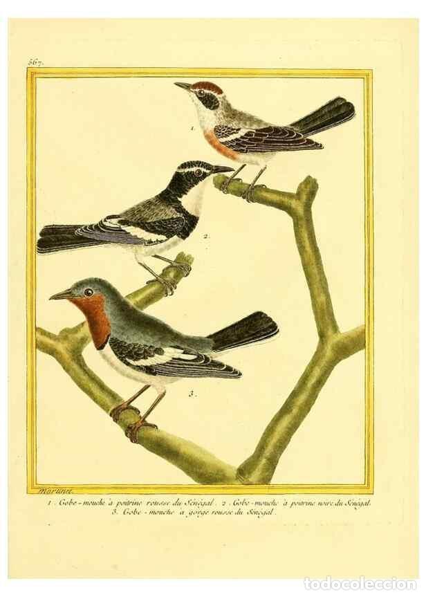 Collection Magazines and Newspapers: Reproducci&oacute;n/Reproduction 49639498933: Planches enlumin&eacute;es d'histoire naturelle. Paris? :s.n.,1765-1