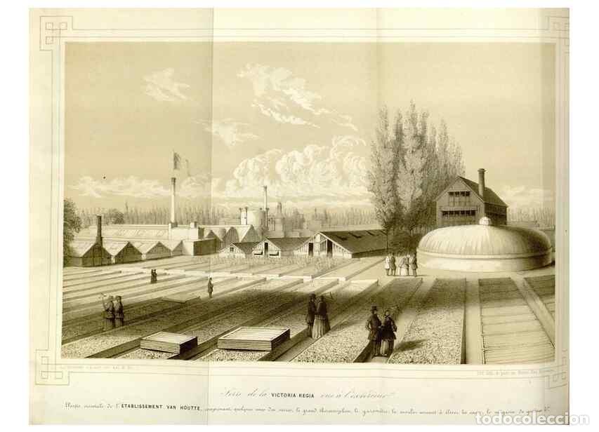 Collezionismo di Riviste e Giornali: Reproducci&oacute;n/Reproduction 49643752217: Flore des serres et des jardins de l'Europe. A Gand :chez Lou