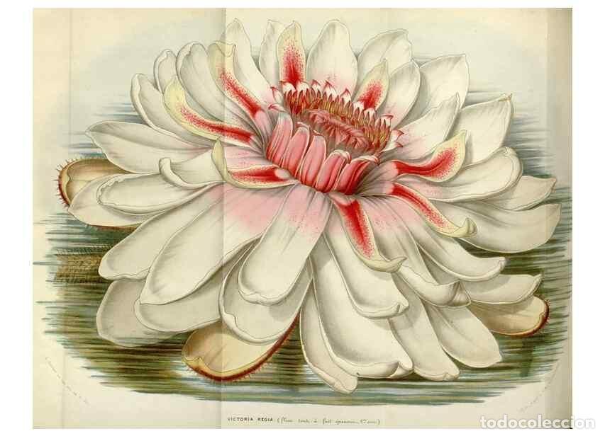 Collezionismo di Riviste e Giornali: Reproducci&oacute;n/Reproduction 49643751247: Flore des serres et des jardins de l'Europe. A Gand :chez Lou