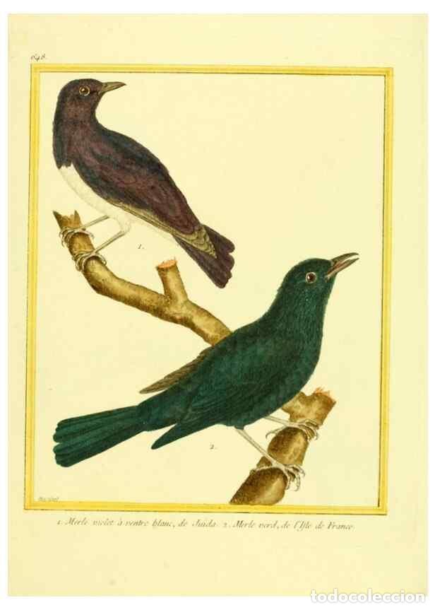 Collezionismo di Riviste e Giornali: Reproducci&oacute;n/Reproduction 49640097341: Planches enlumin&eacute;es d'histoire naturelle. Paris? :s.n.,1765-1