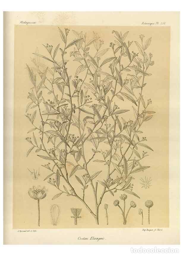 Collezionismo di Riviste e Giornali: Reproducci&oacute;n/Reproduction 49786226987: Histoire physique, naturelle, et politique de Madagascar. Par