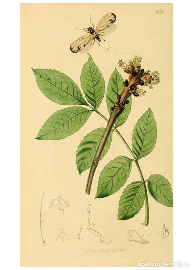 Collezionismo di Riviste e Giornali: Reproducci&oacute;n/Reproduction 49641133847: British entomology :. London,Printed for the author,1823-1840