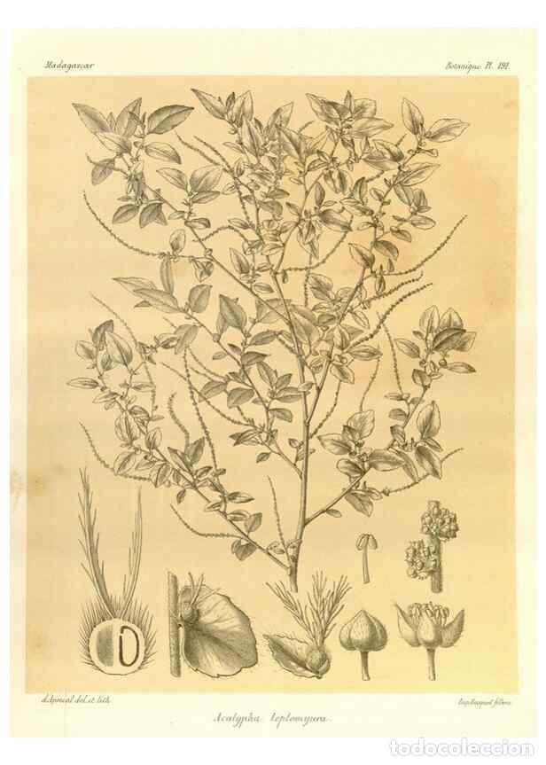 Collezionismo di Riviste e Giornali: Reproducci&oacute;n/Reproduction 49785380538: Histoire physique, naturelle, et politique de Madagascar. Par