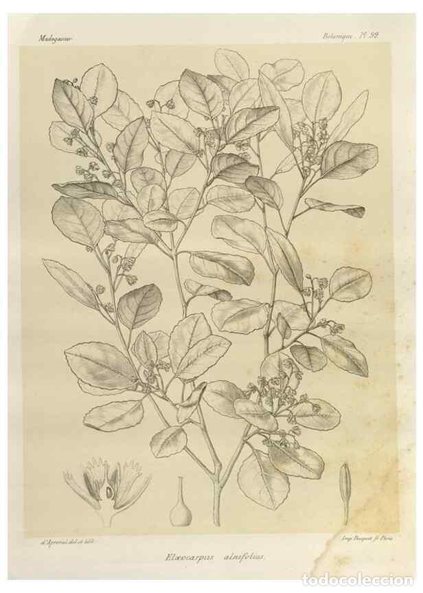 Collection Magazines and Newspapers: Reproducci&oacute;n/Reproduction 49785861486: Histoire physique, naturelle, et politique de Madagascar. Par