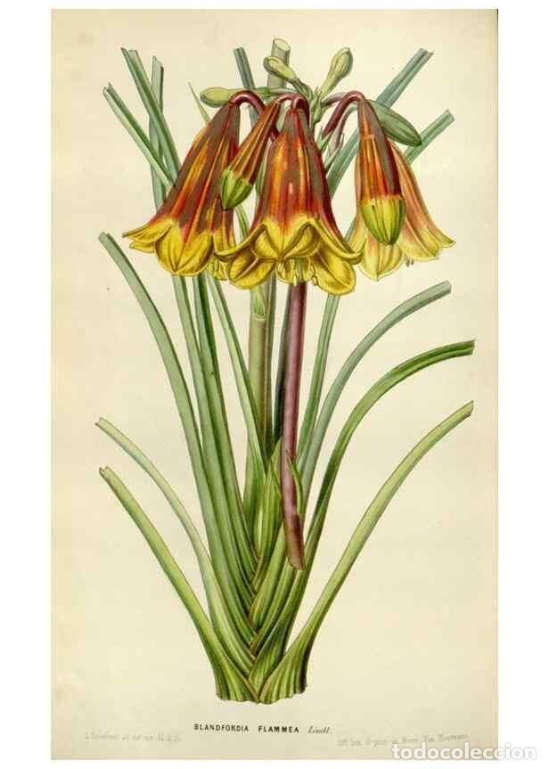 Collection Magazines and Newspapers: Reproducci&oacute;n/Reproduction 49643471726: Flore des serres et des jardins de l'Europe. A Gand :chez Lou