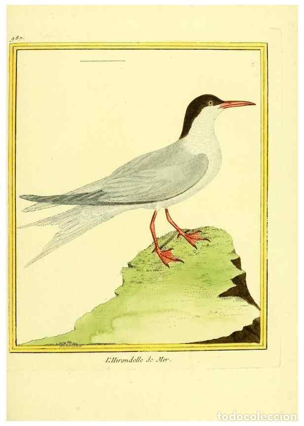 Collection Magazines and Newspapers: Reproducci&oacute;n/Reproduction 49640005728: Planches enlumin&eacute;es d'histoire naturelle. Paris? :s.n.,1765-1