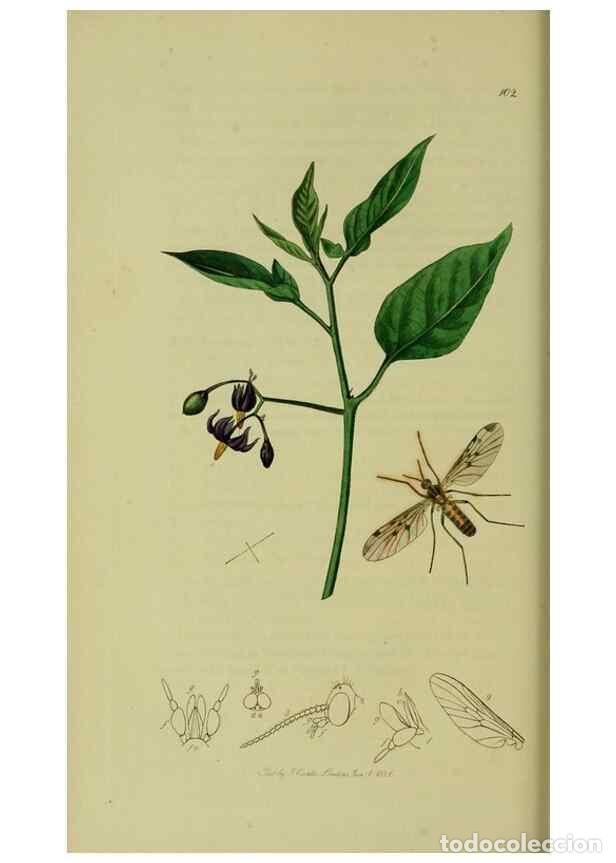 Collection Magazines and Newspapers: Reproducci&oacute;n/Reproduction 49640404808: British entomology :. London,Printed for the author,1823-1840