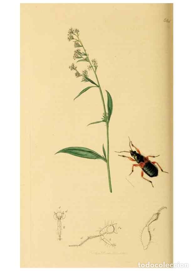 Collezionismo di Riviste e Giornali: Reproducci&oacute;n/Reproduction 49640869071: British entomology :. London,Printed for the author,1823-1840