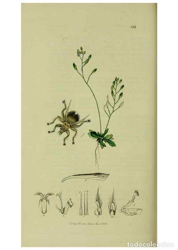 Collezionismo di Riviste e Giornali: Reproducci&oacute;n/Reproduction 49640429783: British entomology :. London,Printed for the author,1823-1840