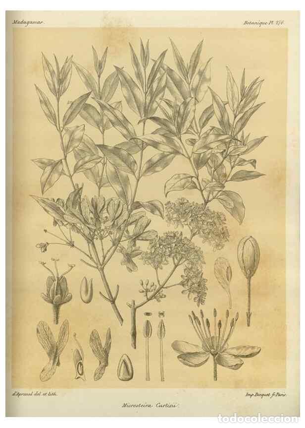 Collezionismo di Riviste e Giornali: Reproducci&oacute;n/Reproduction 49786350297: Histoire physique, naturelle, et politique de Madagascar. Par