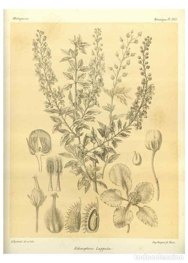 Collezionismo di Riviste e Giornali: Reproducci&oacute;n/Reproduction 49785487923: Histoire physique, naturelle, et politique de Madagascar. Par