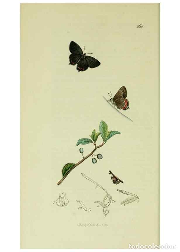 Collezionismo di Riviste e Giornali: Reproducci&oacute;n/Reproduction 49640171353: British entomology :. London,Printed for the author,1823-1840