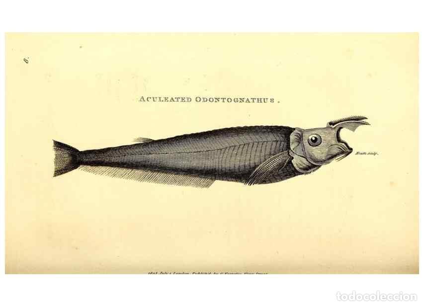 Collezionismo di Riviste e Giornali: Reproducci&oacute;n/Reproduction 49826961057: General zoology, or Systematic natural history. London,Printe