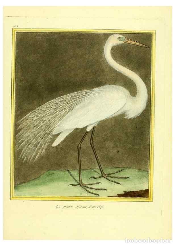 Collectionnisme de Revues et Journaux: Reproducci&oacute;n/Reproduction 49640784047: Planches enlumin&eacute;es d'histoire naturelle. Paris? :s.n.,1765-1